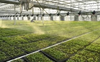 冀时评 | “河北净菜”进京后：满了菜篮子 鼓了钱袋子